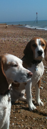 dogs